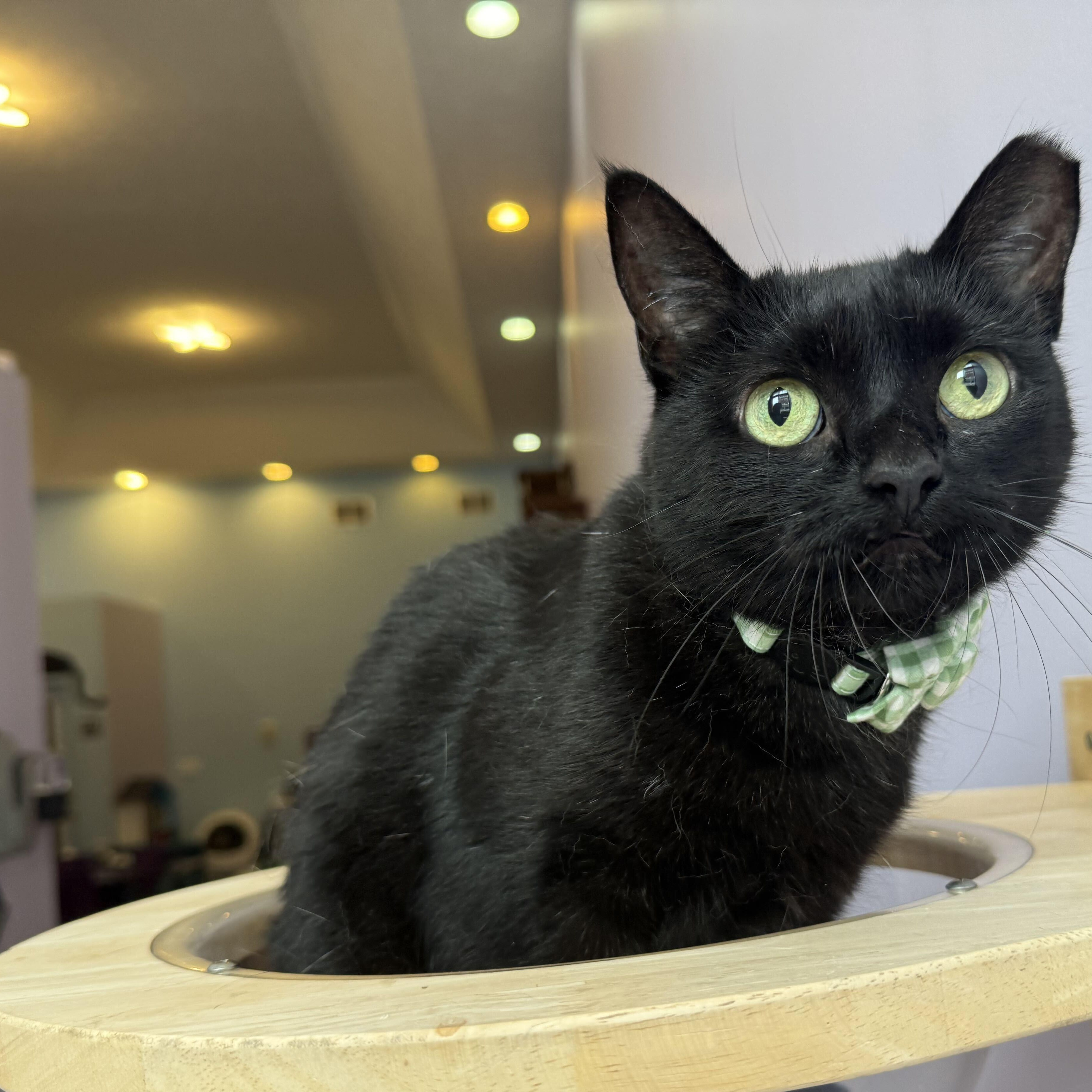 Boo, ADOPTABLE, Adult Female Domestic Short Hair.