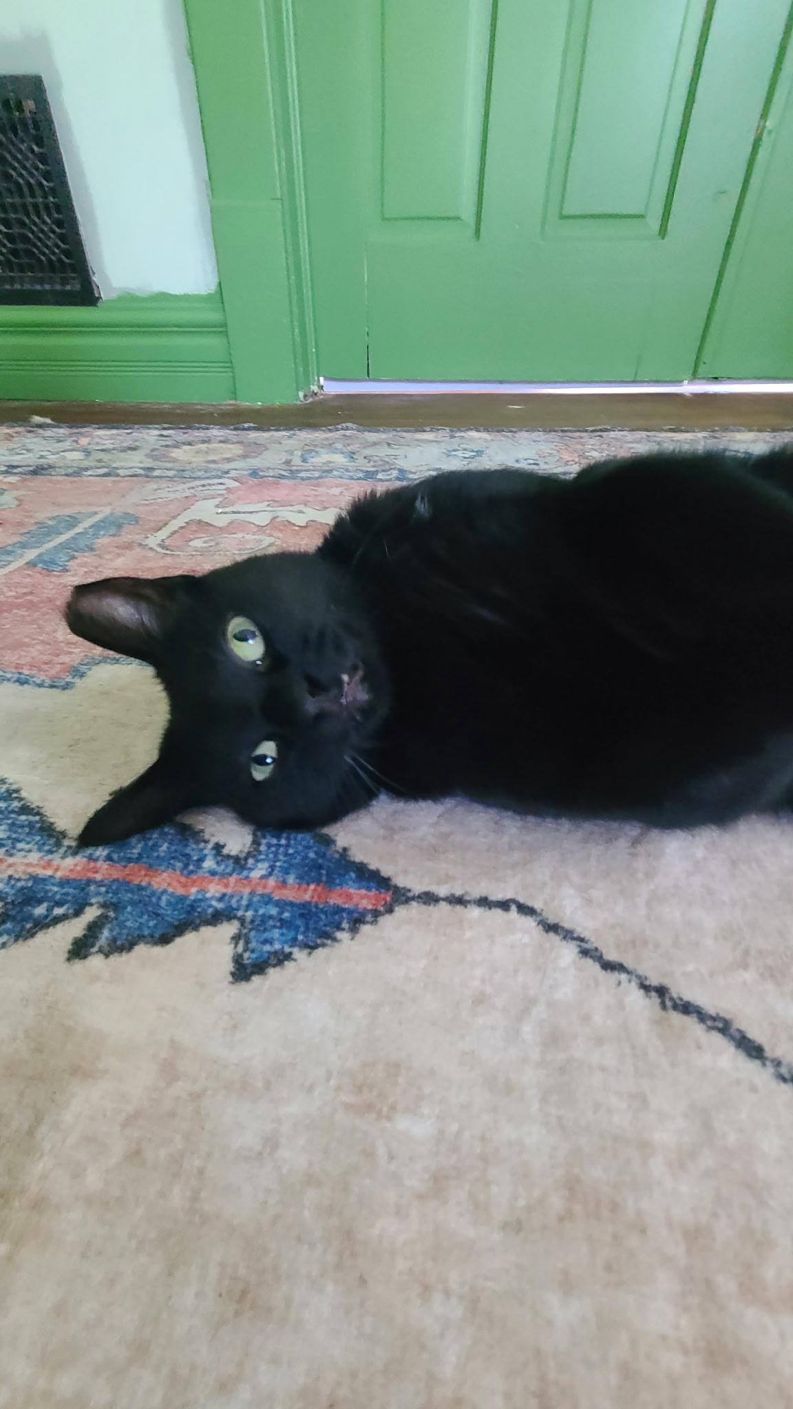 Enlarge Boo, a ADOPTABLE Domestic Short Hair in West Lafayette, IN image 5/5