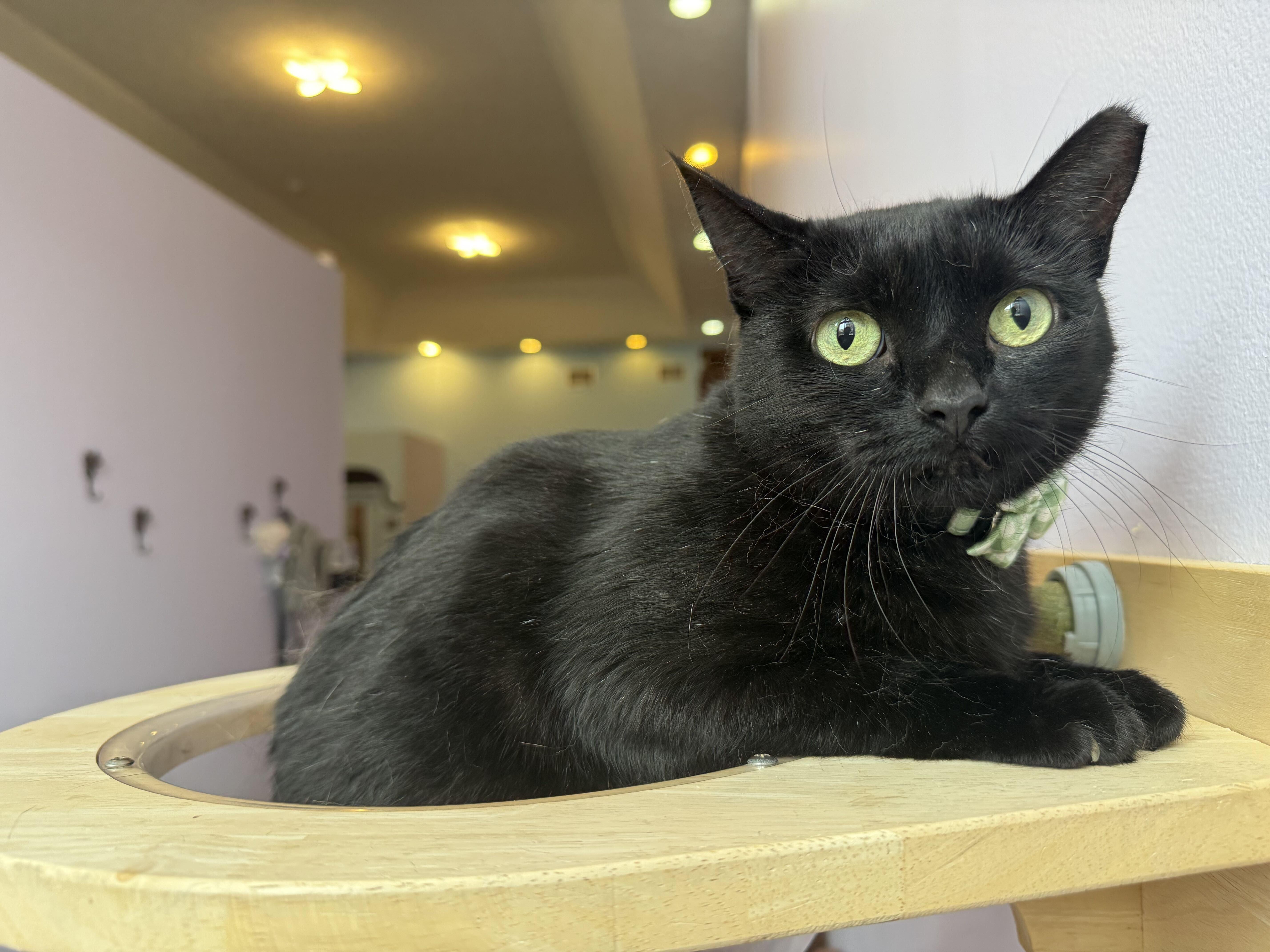 Enlarge Boo, a ADOPTABLE Domestic Short Hair in West Lafayette, IN image 4/5