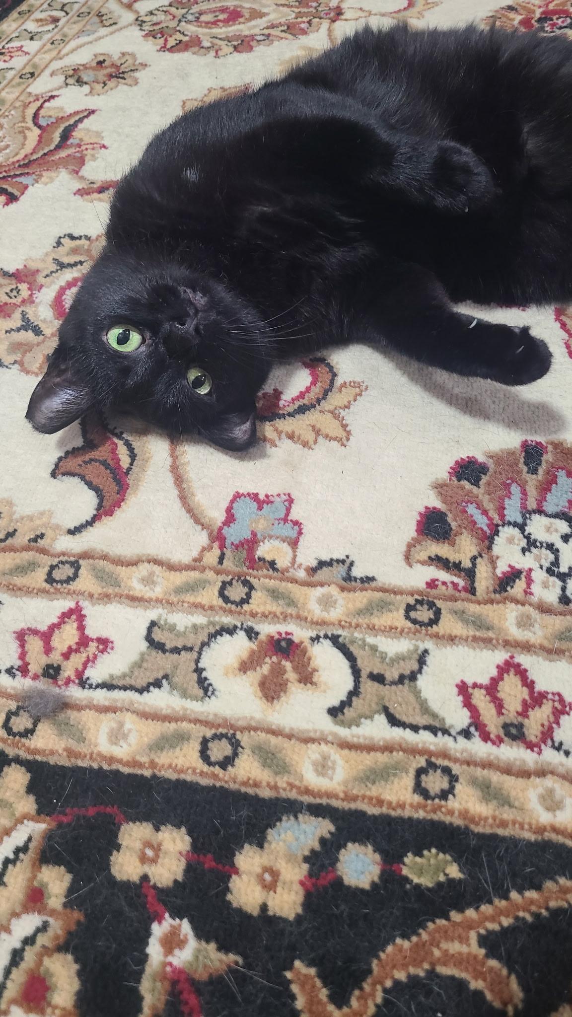 Enlarge Boo, a ADOPTABLE Domestic Short Hair in West Lafayette, IN image 3/5