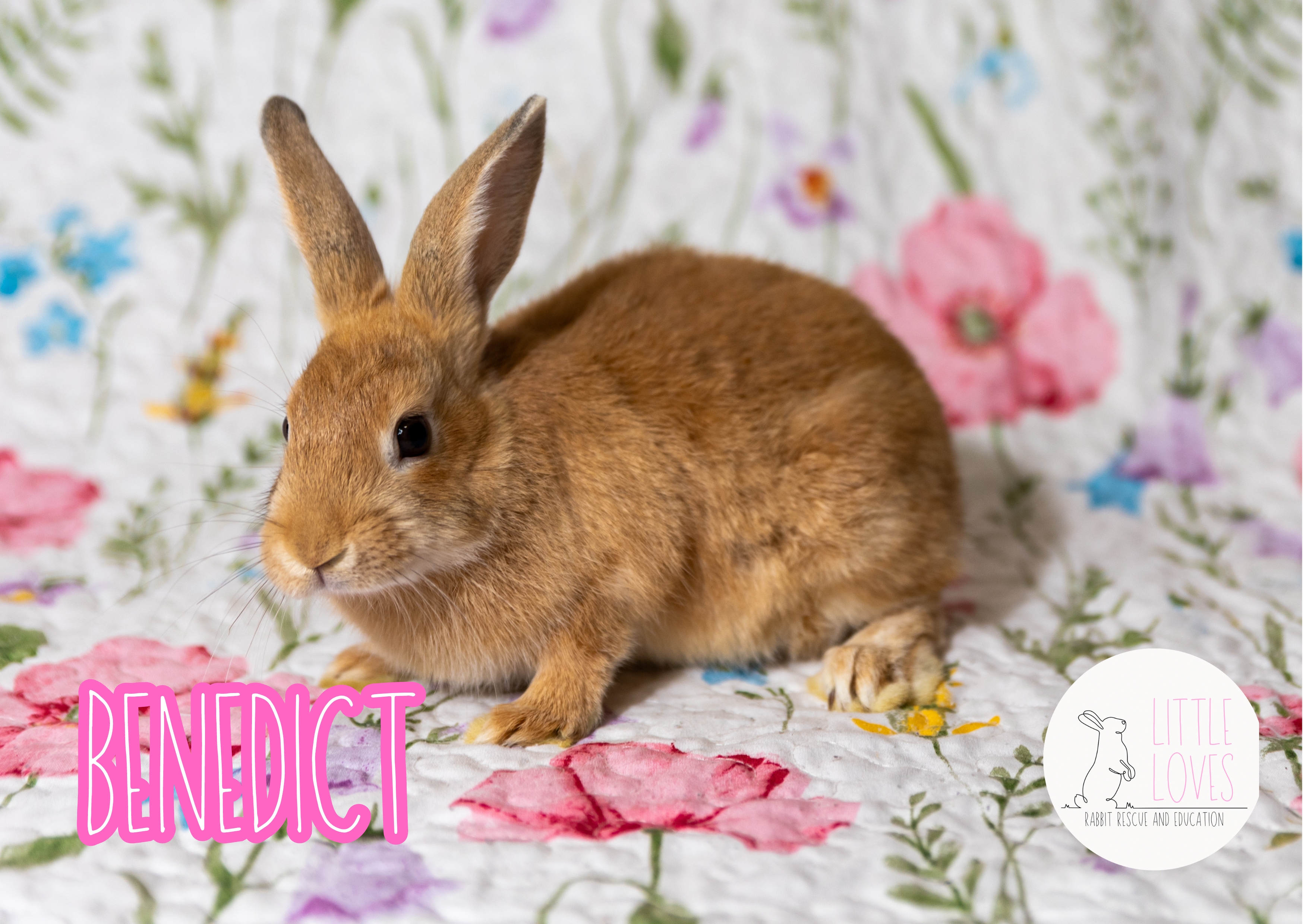 Enlarge Benedict, a Adoptable Palomino in North Little Rock, AR image 2/2