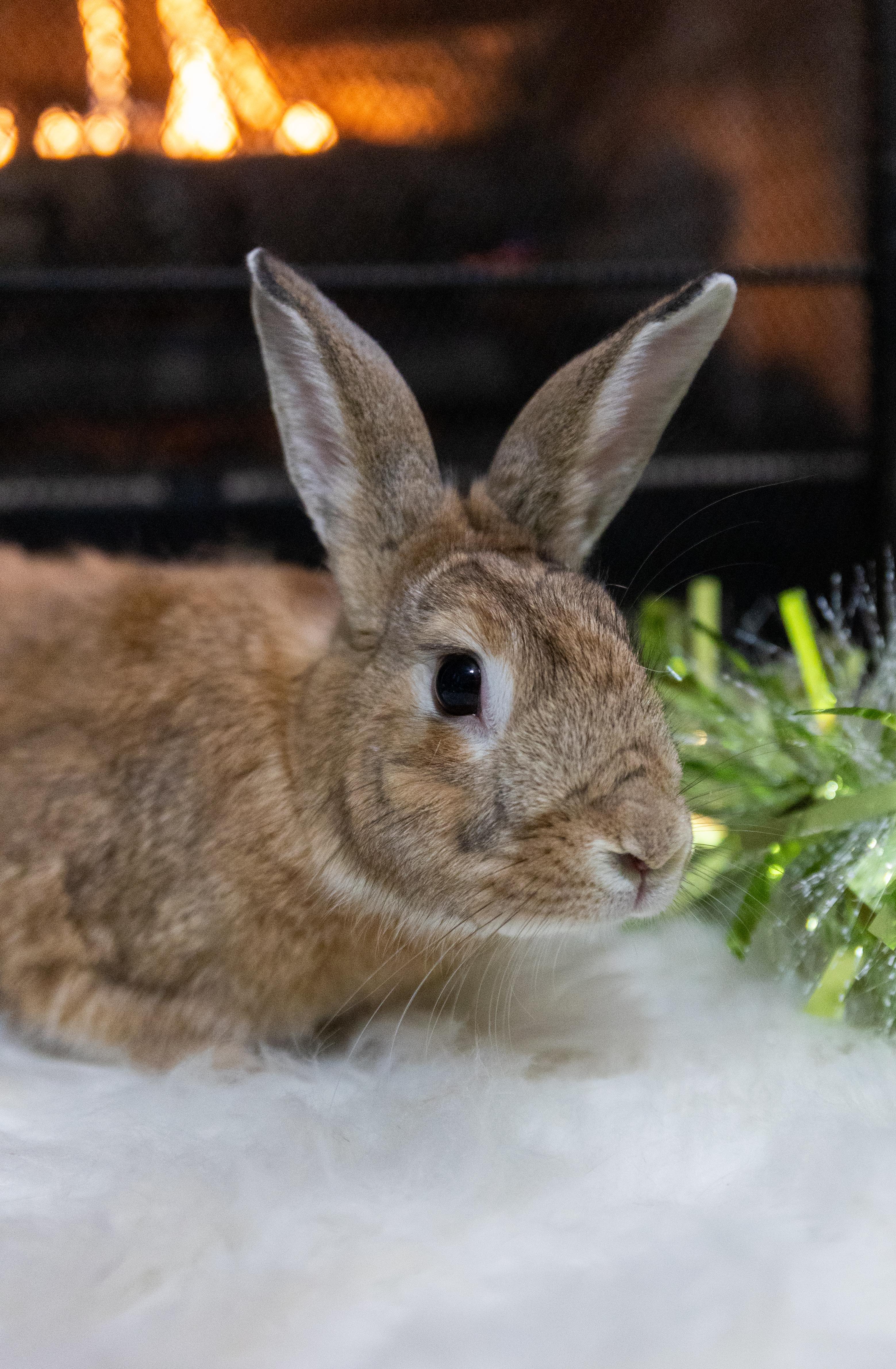 Enlarge Benedict, a Adoptable Palomino in North Little Rock, AR image 1/2