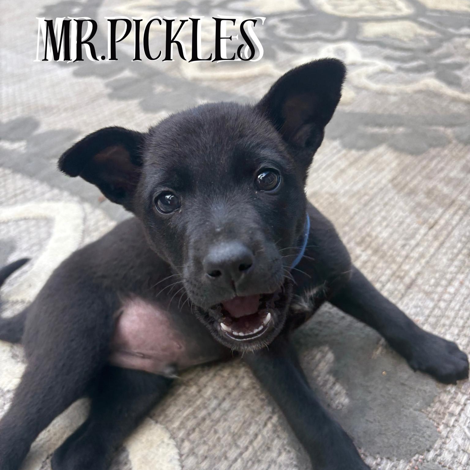 Enlarge Mr. Pickels, an adopted mixed breed in Ragland, AL image 1/2