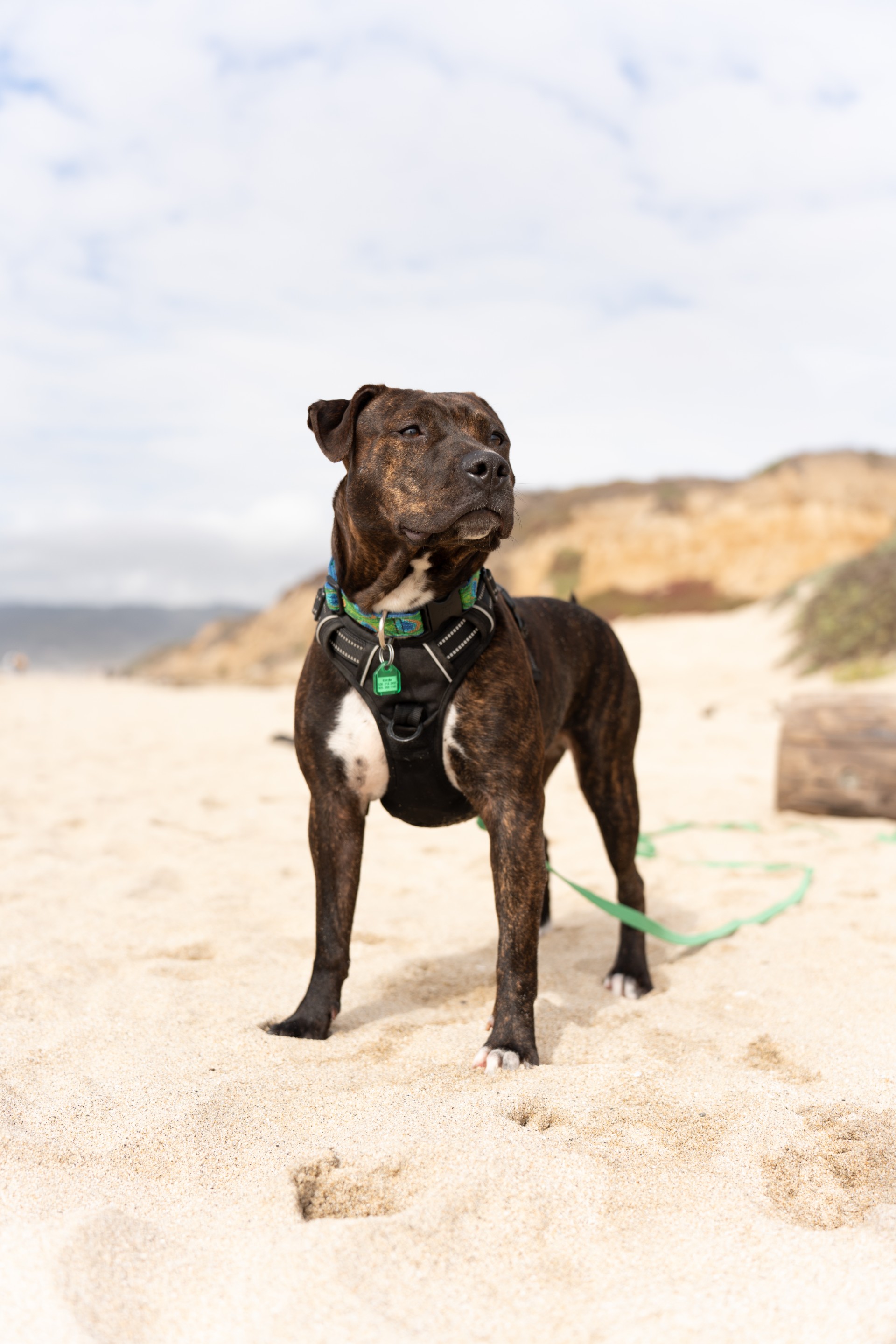 Enlarge Sassafras, a Adopted mixed breed in Davis, CA image 1/6