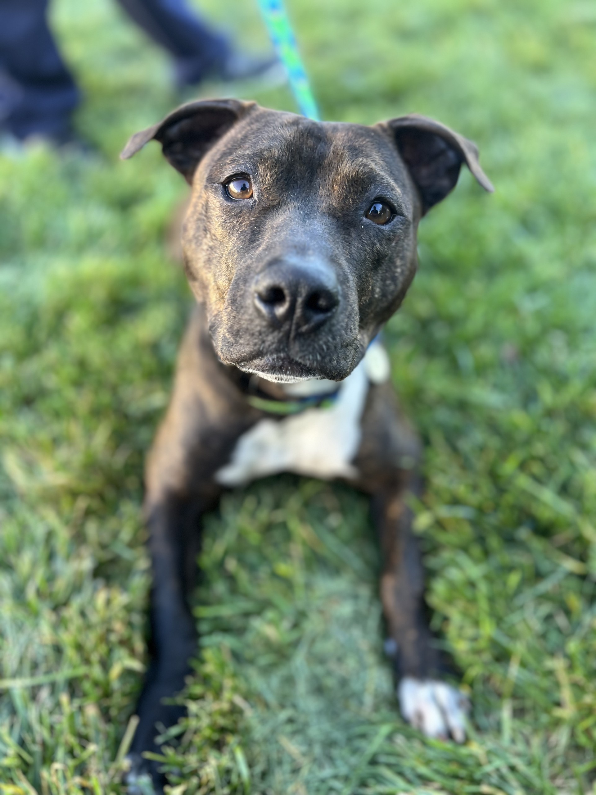 Enlarge Sassafras, a Adopted mixed breed in Davis, CA image 4/6