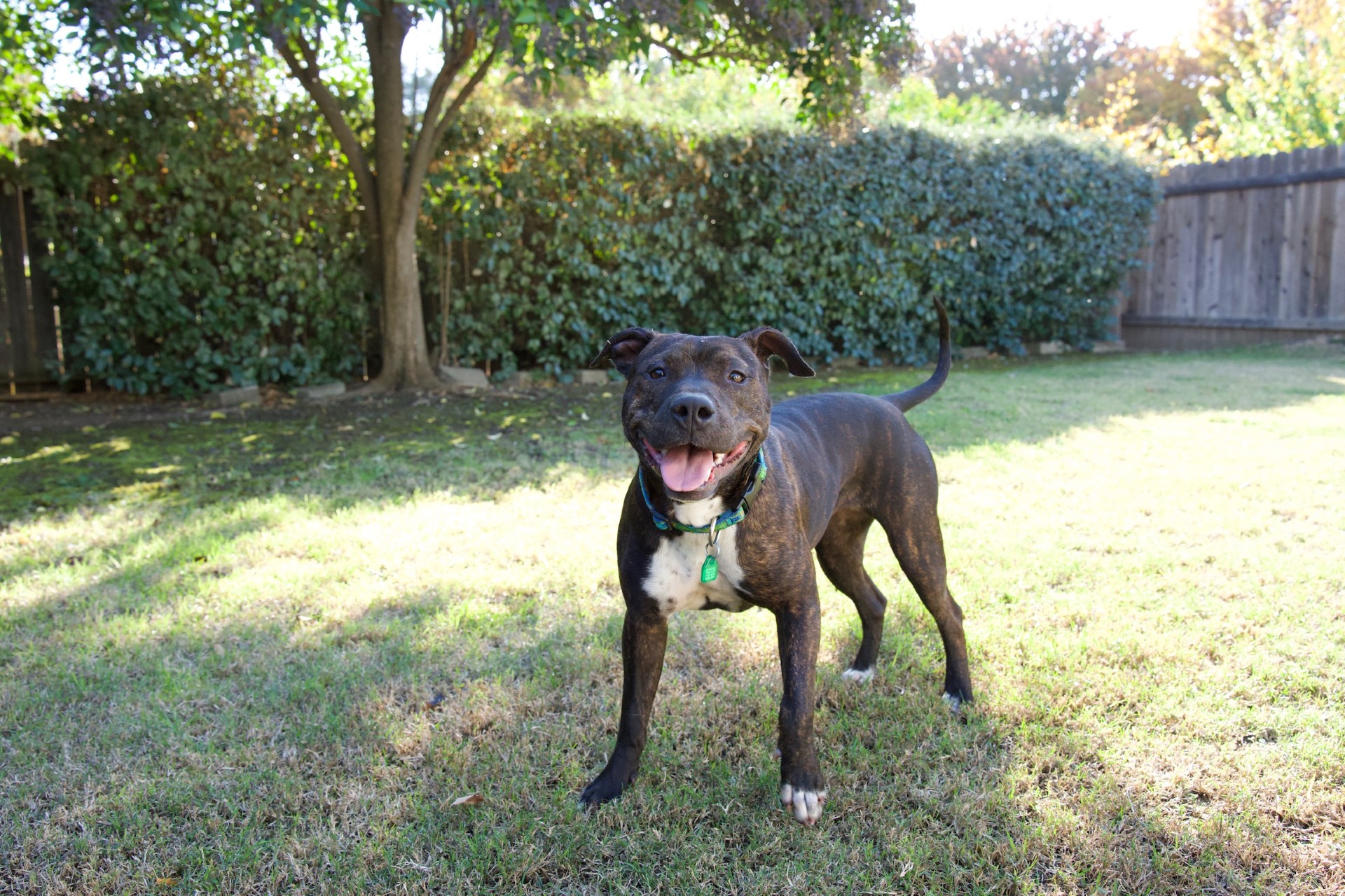 Enlarge Sassafras, a Adopted mixed breed in Davis, CA image 5/6