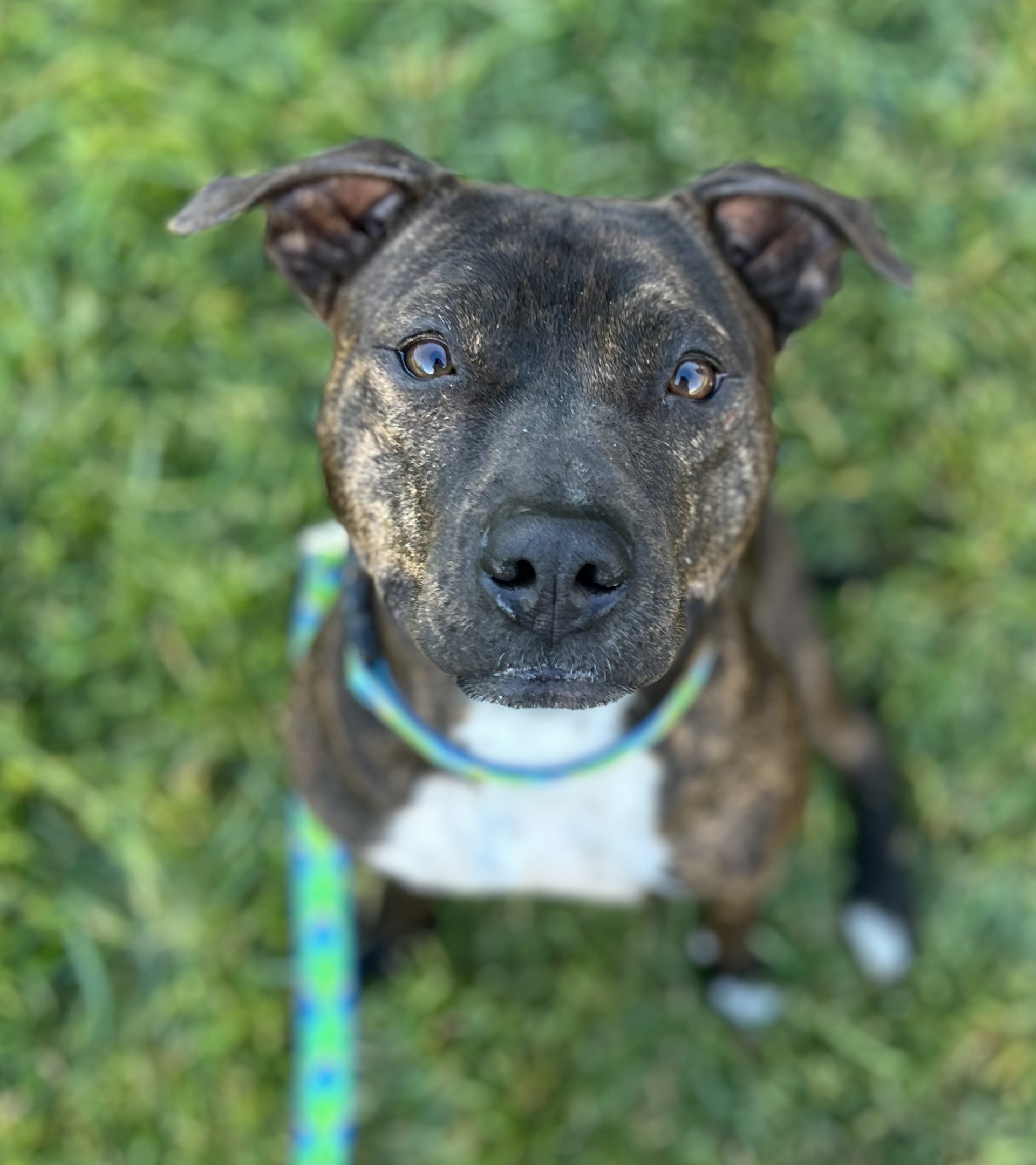 Enlarge Sassafras, a Adopted mixed breed in Davis, CA image 3/6