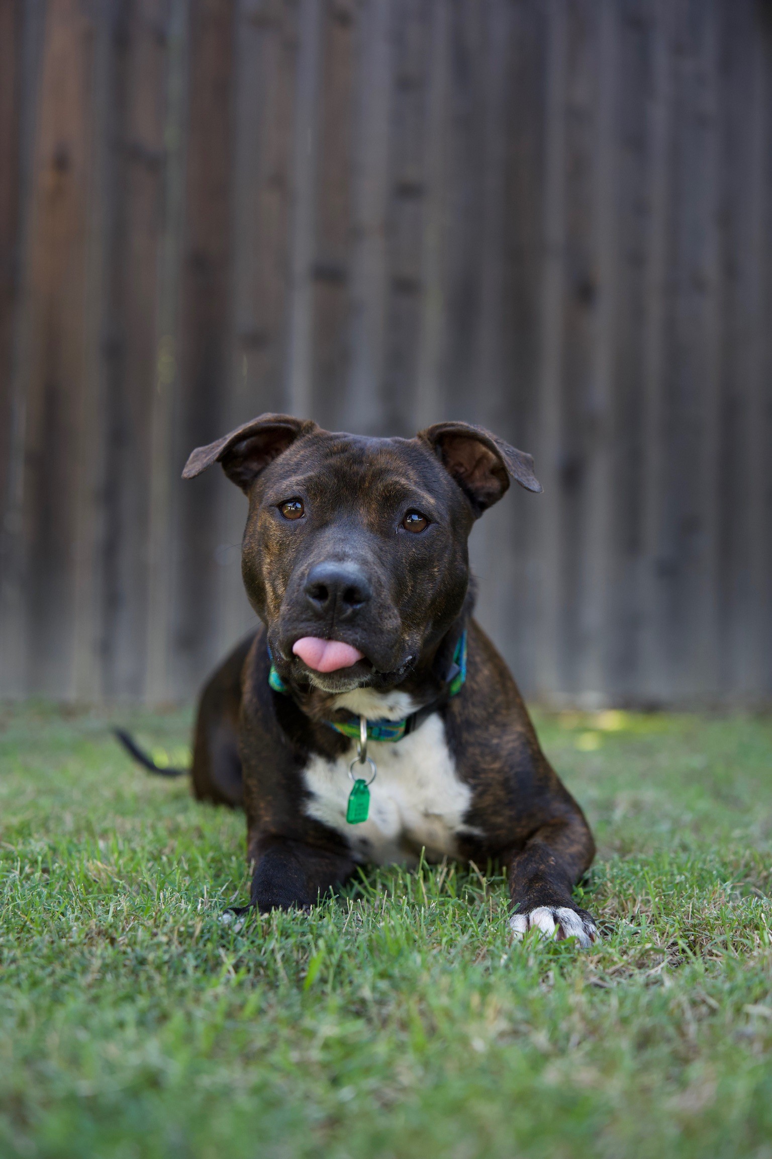 Enlarge Sassafras, a Adopted mixed breed in Davis, CA image 2/6