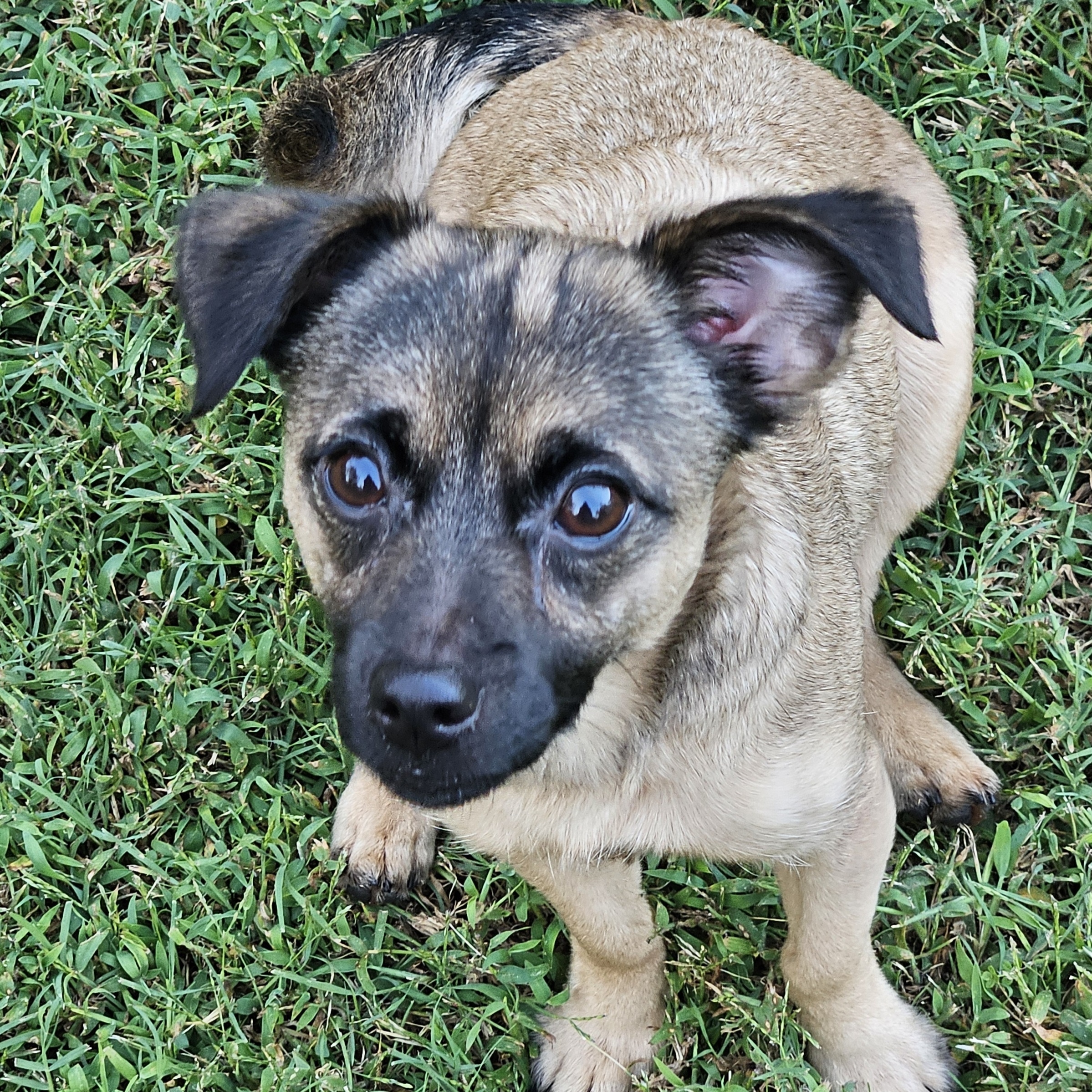 Dog for adoption Autumn, a Mixed Breed in Hopkinton, MA Petfinder
