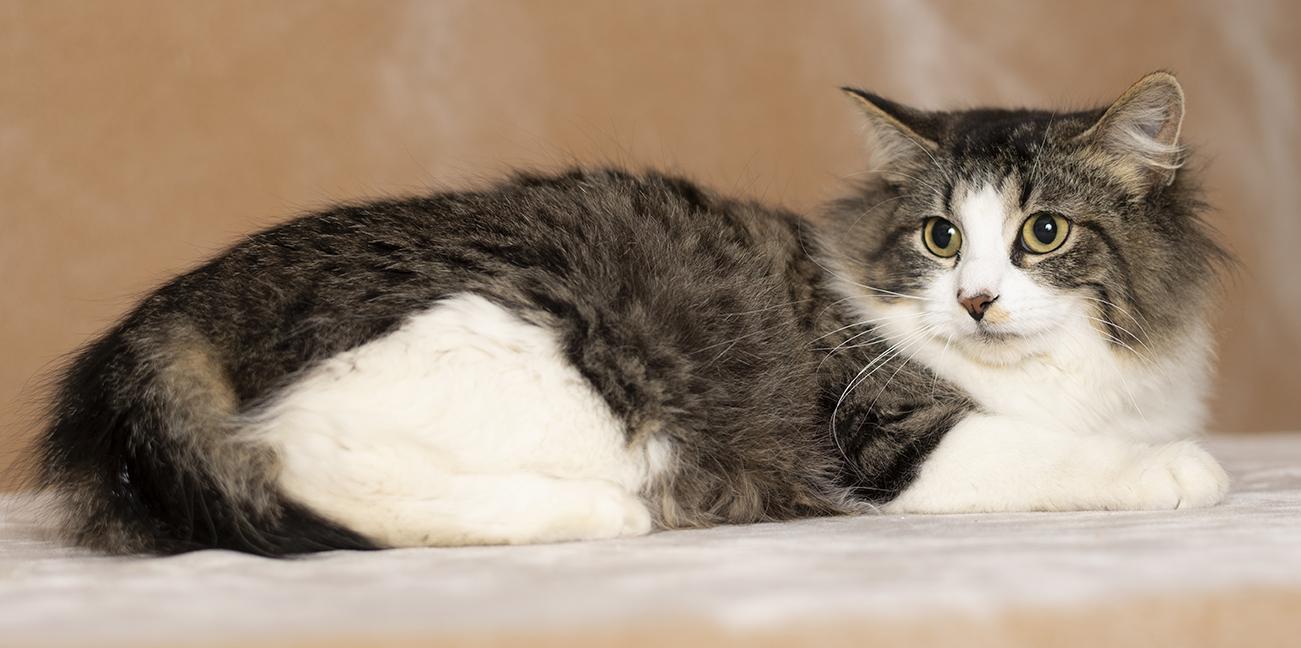 Enlarge Dana, a ADOPTABLE Domestic Medium Hair in Chicago, IL image 4/6