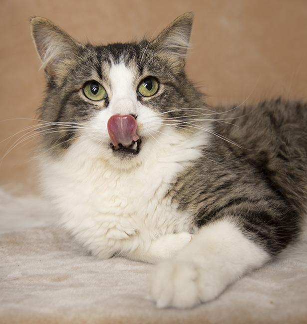 Enlarge Dana, a ADOPTABLE Domestic Medium Hair in Chicago, IL image 3/6