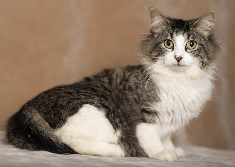 Enlarge Dana, a ADOPTABLE Domestic Medium Hair in Chicago, IL image 2/6