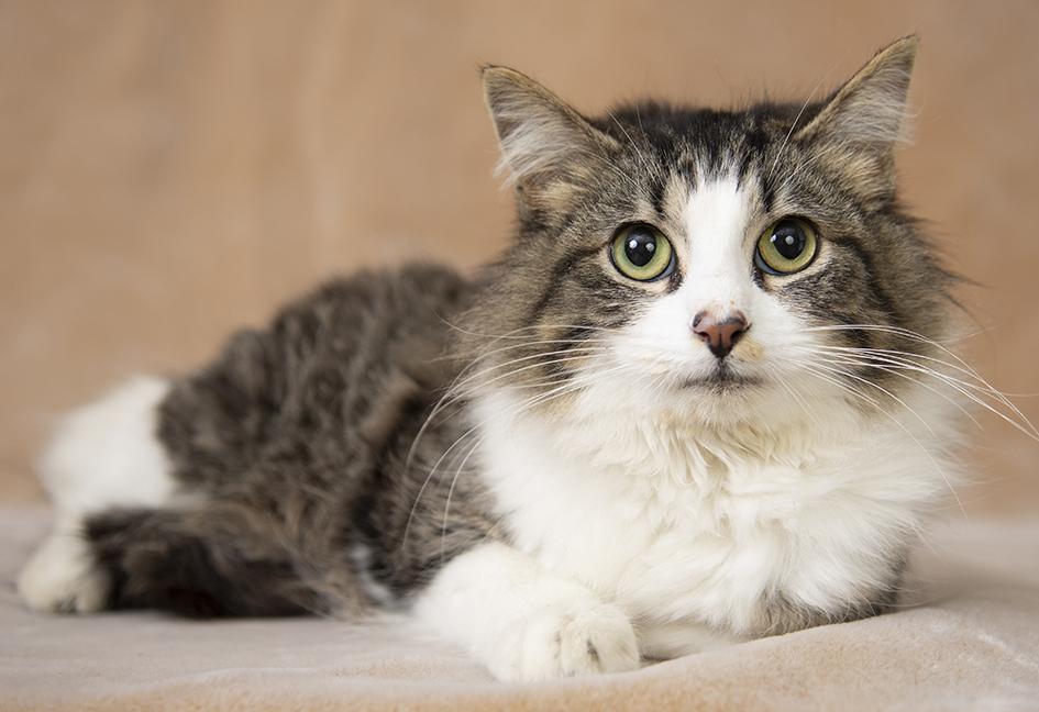 Enlarge Dana, a ADOPTABLE Domestic Medium Hair in Chicago, IL image 5/6