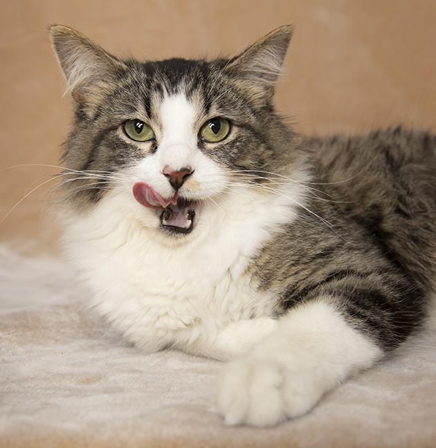 Enlarge Dana, a ADOPTABLE Domestic Medium Hair in Chicago, IL image 1/6