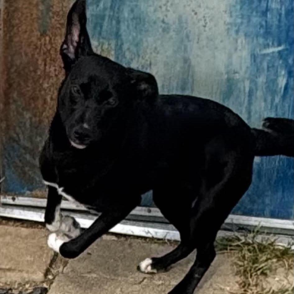 Enlarge Hattie, a ADOPTABLE mixed breed in Williston, VT image 2/5