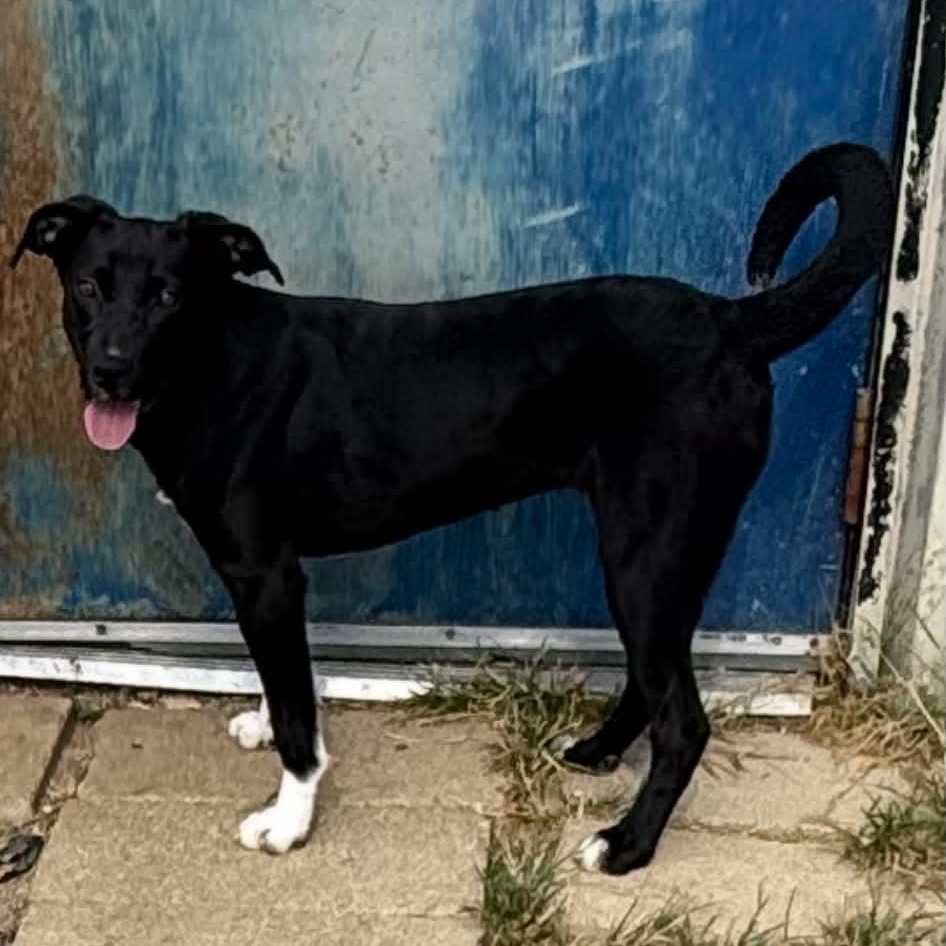 Enlarge Hattie, a ADOPTABLE mixed breed in Williston, VT image 5/5