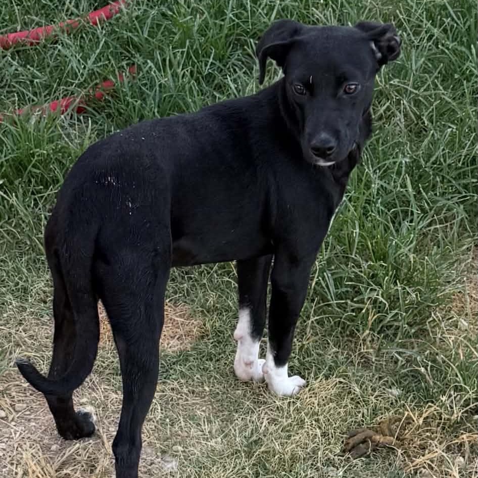 Enlarge Hattie, a ADOPTABLE mixed breed in Williston, VT image 3/5