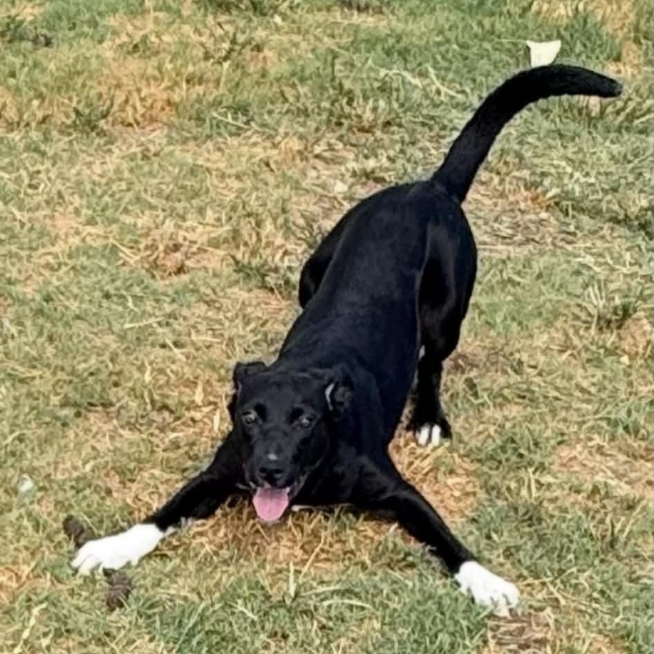 Hattie, ADOPTABLE, Puppy Female Labrador Retriever.
