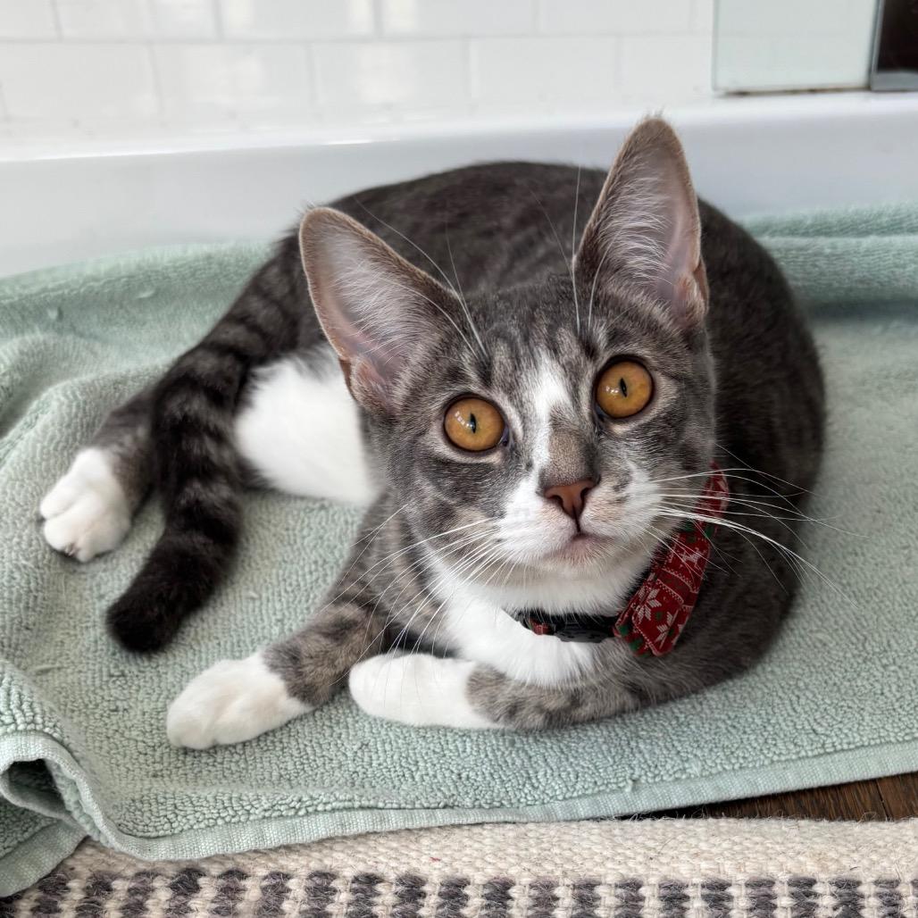 Samba — thumbnail 2