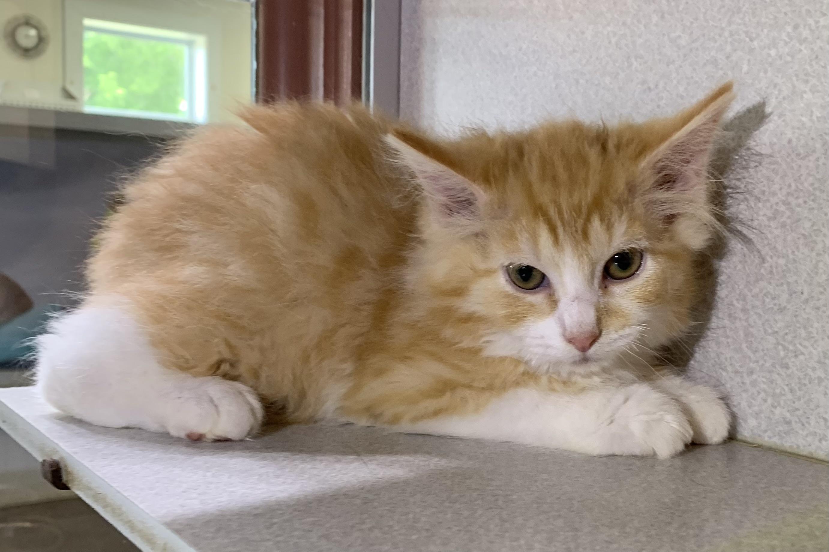 Macaroni, adopted, Kitten Male Domestic Long Hair.