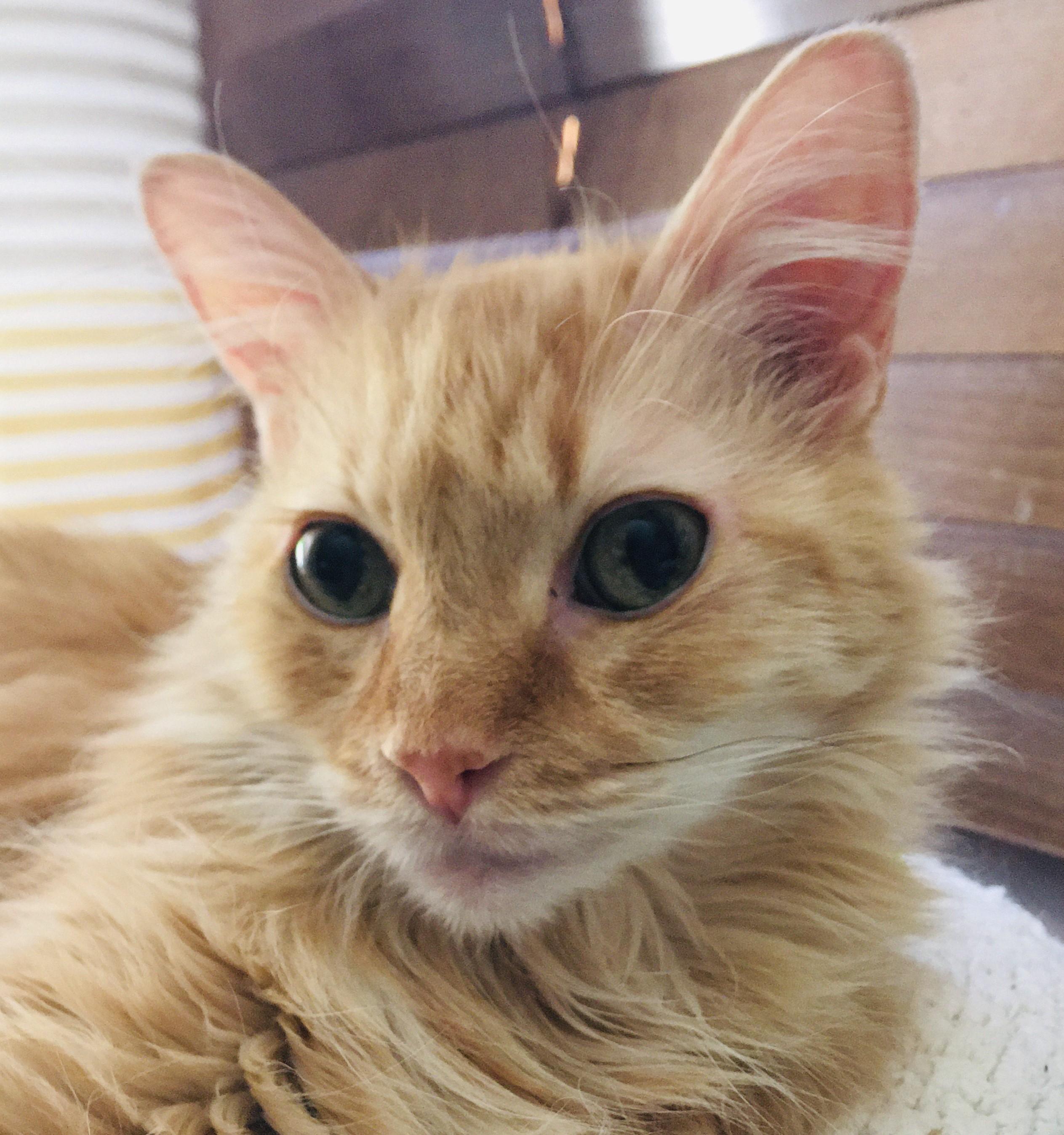 WILLIAM- (COURTESY LISTING), adopted, Senior Male Tabby.