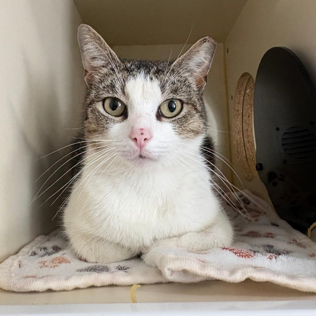 Enlarge Ocean, a Adoptable Domestic Short Hair in Tulsa, OK image 1/1