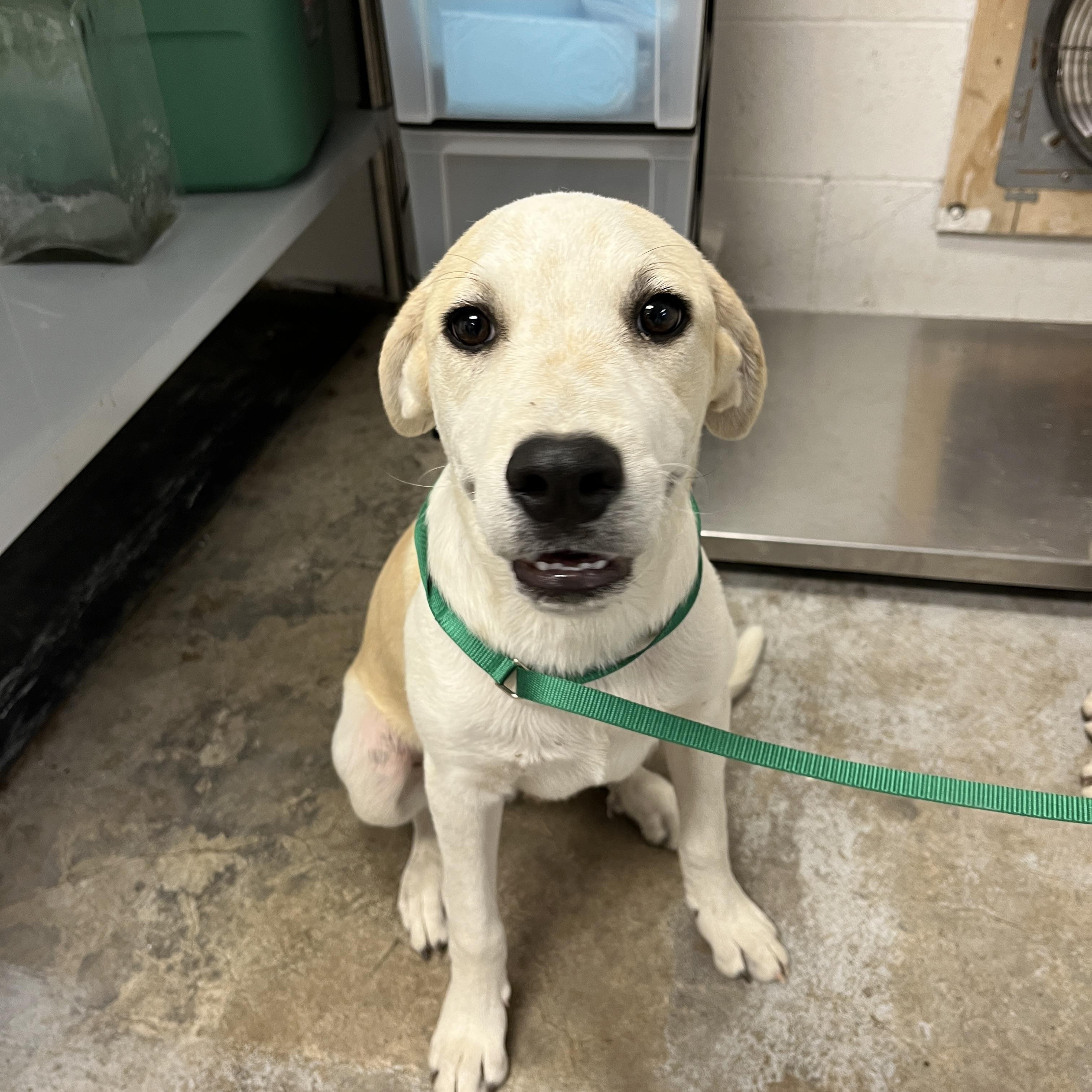 Jolly A061281, Adoptable, Puppy Male Labrador Retriever.