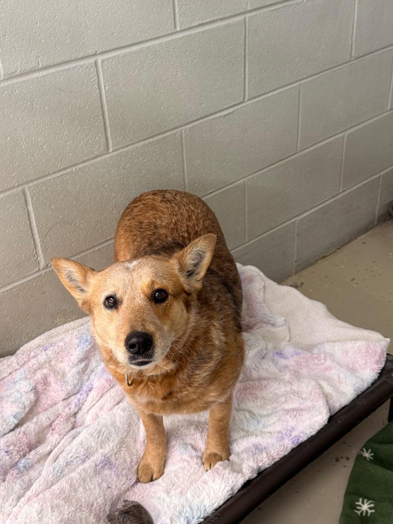 Enlarge Wilma, a Adoptable Cattle Dog in Camden, TN image 1/1