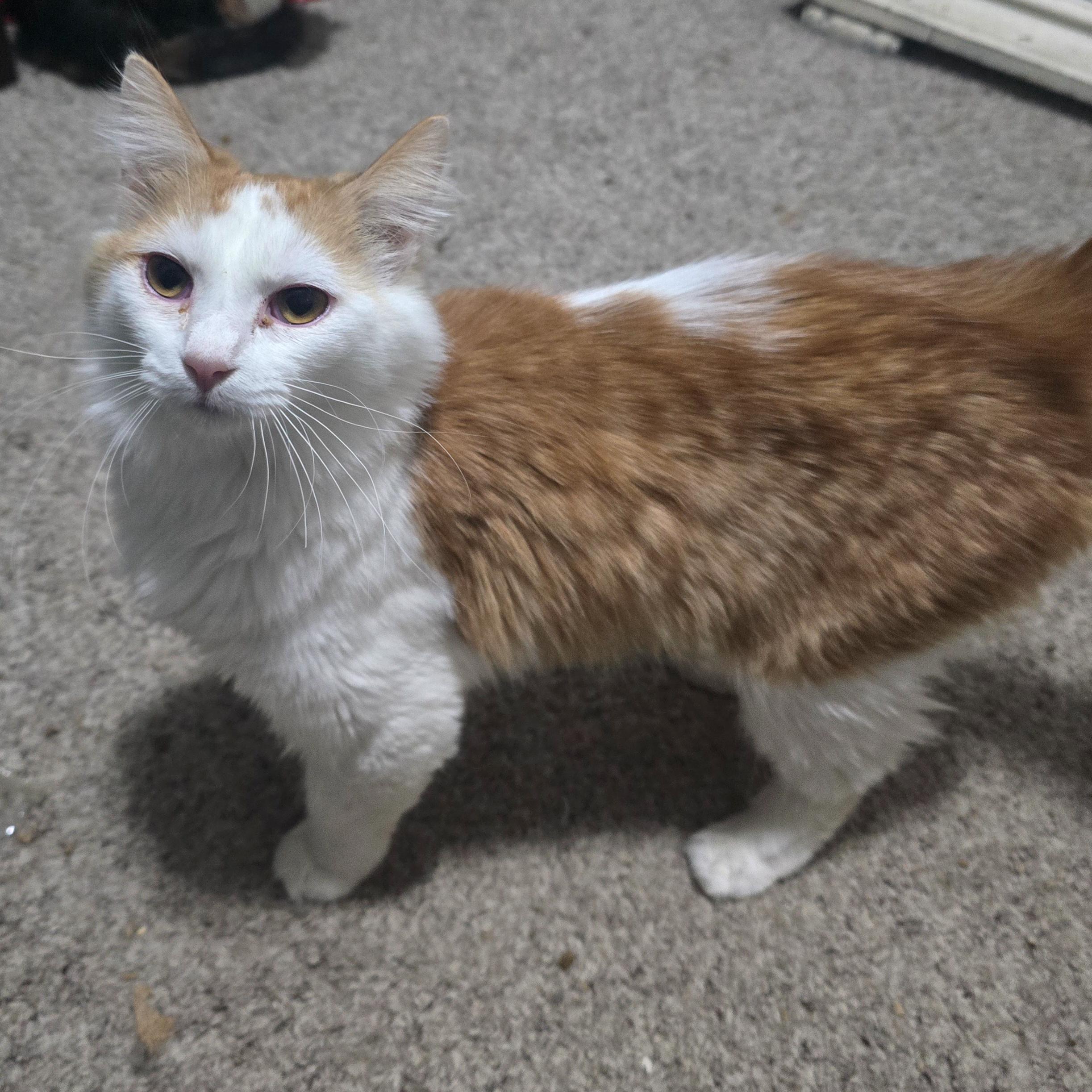 Naomi, a Adoptable Domestic Long Hair in Knoxville, TN image 2/2