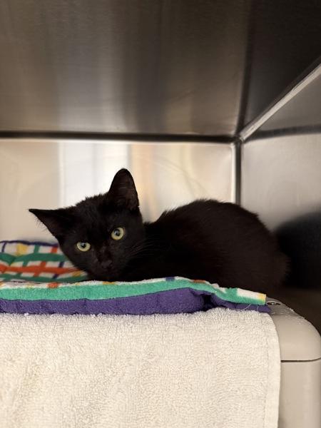 Yoshi, Adoptable, Kitten Female Domestic Short Hair.
