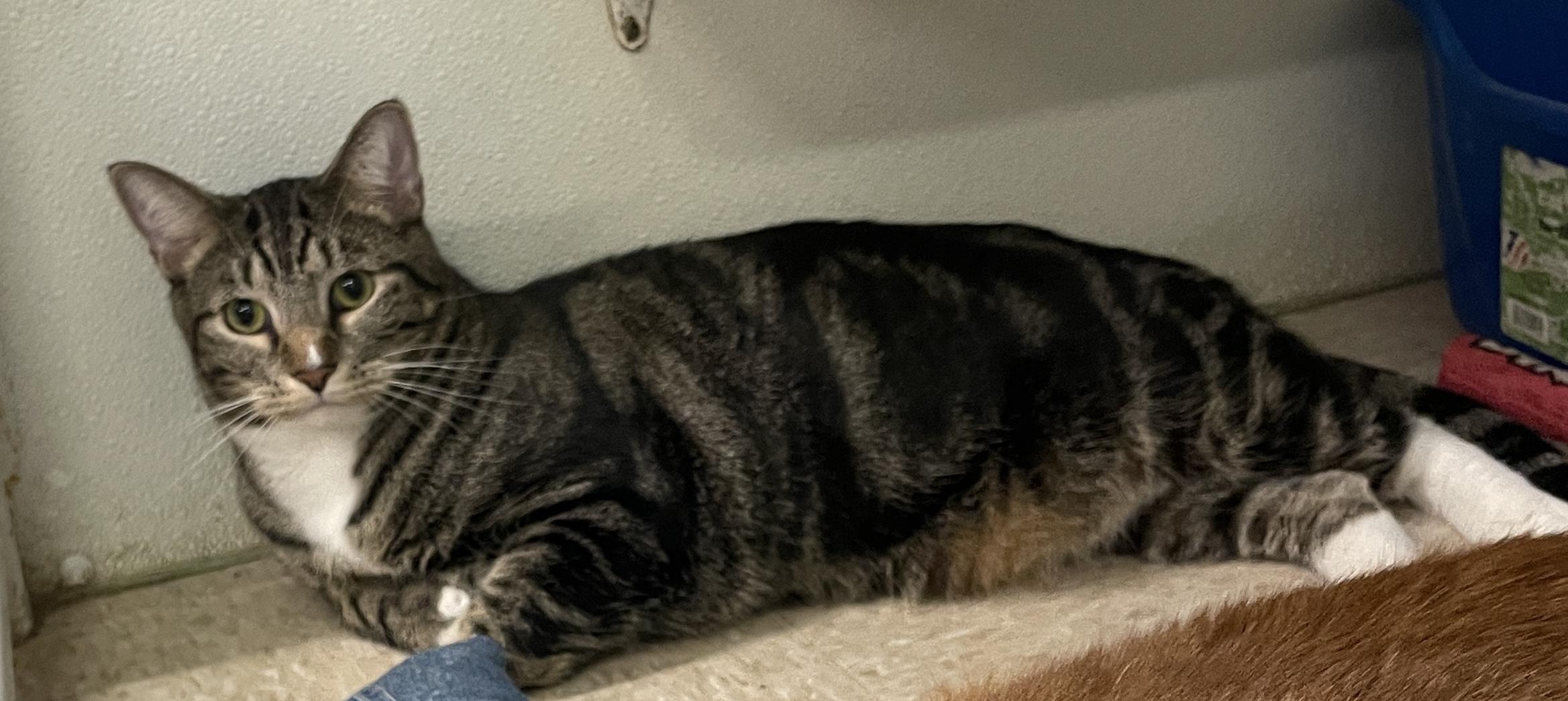 Alex, a Adopted Domestic Short Hair in Myrtle Beach, SC image 2/2