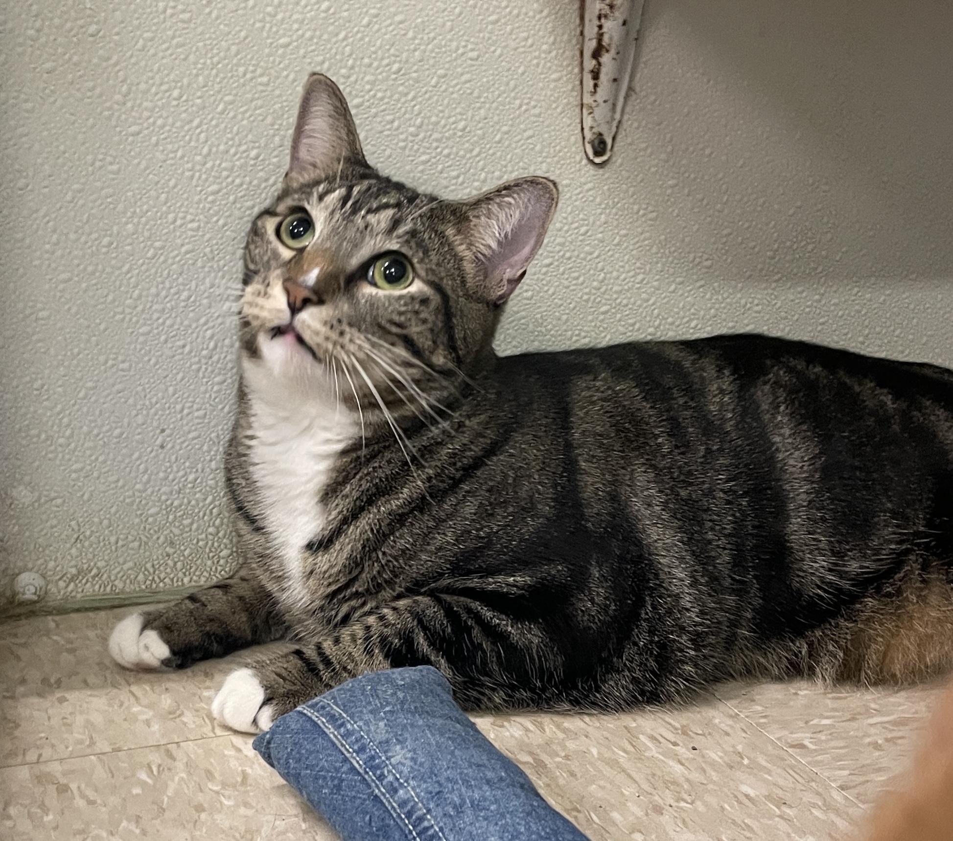 Alex, Adopted, Adult Male Domestic Short Hair.