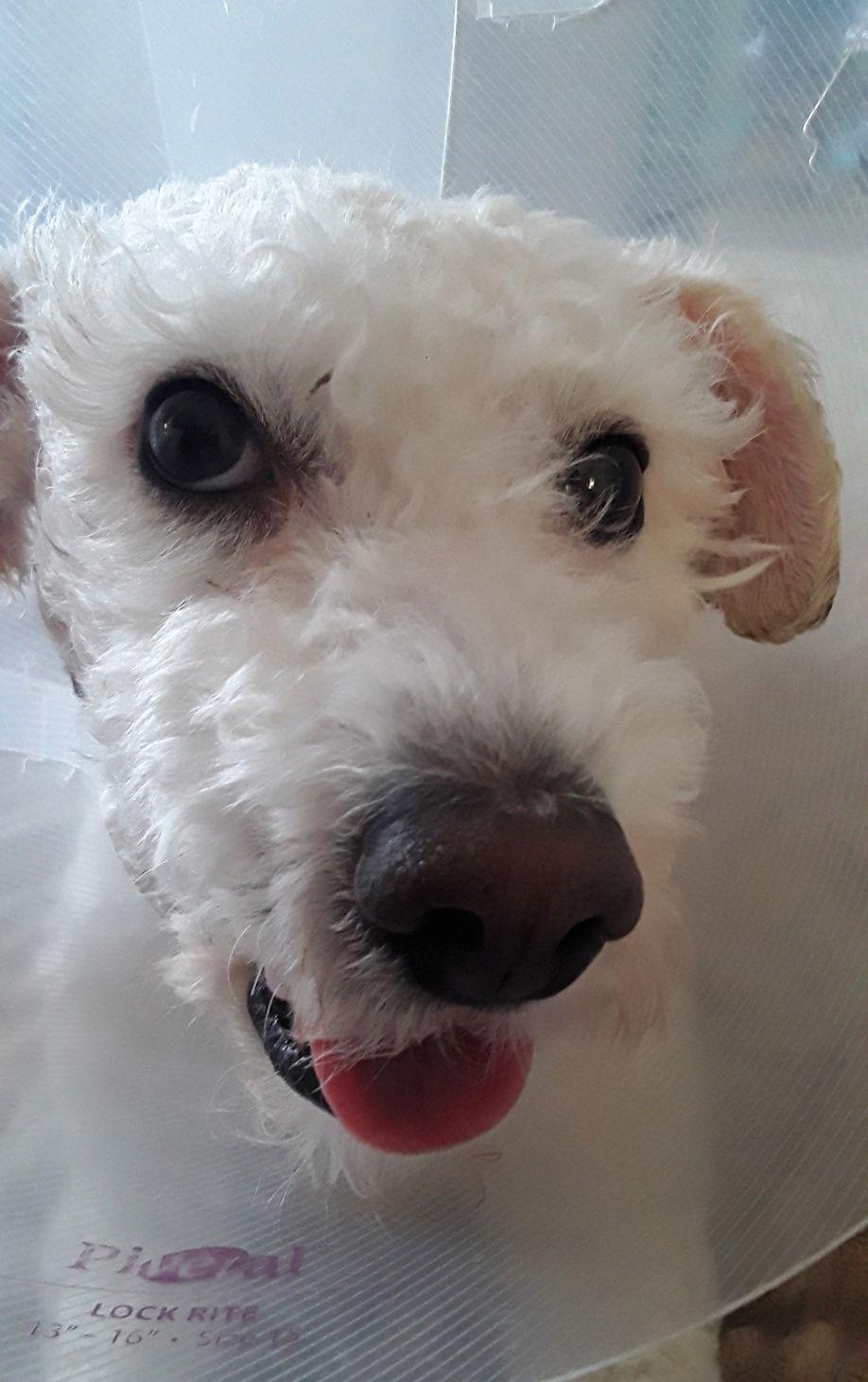 Enlarge Teddy, a Adopted Bichon Frise in Etobicoke, ON image 1/3