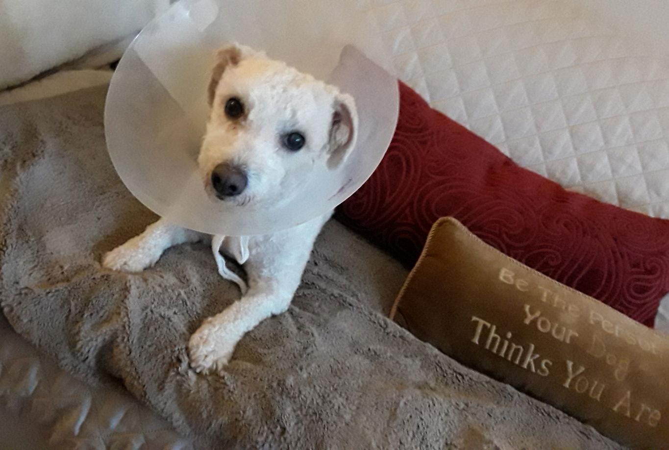 Enlarge Teddy, a Adopted Bichon Frise in Etobicoke, ON image 2/3