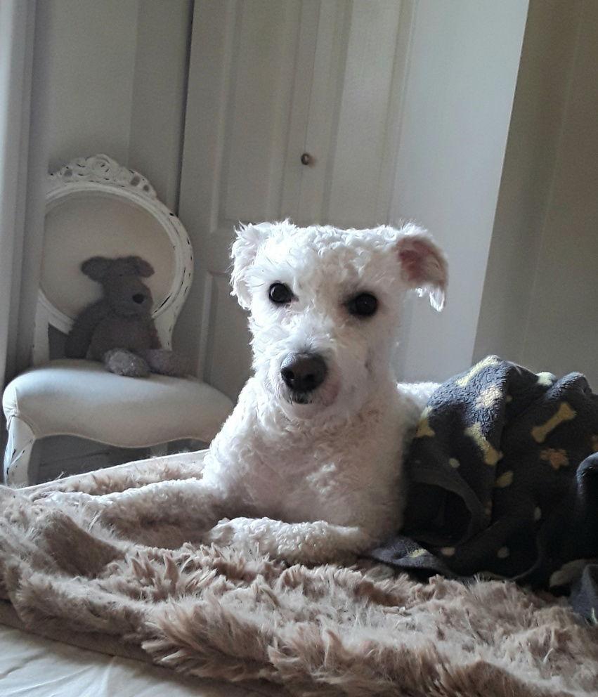 Enlarge Teddy, a Adopted Bichon Frise in Etobicoke, ON image 3/3