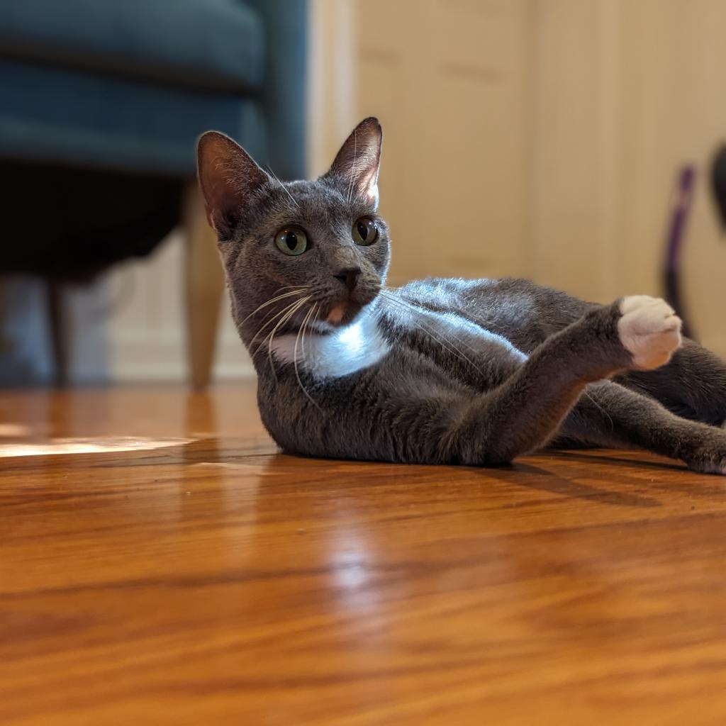 Tempesta, a Adoptable Domestic Short Hair in Fort Lauderdale, FL image 1/4