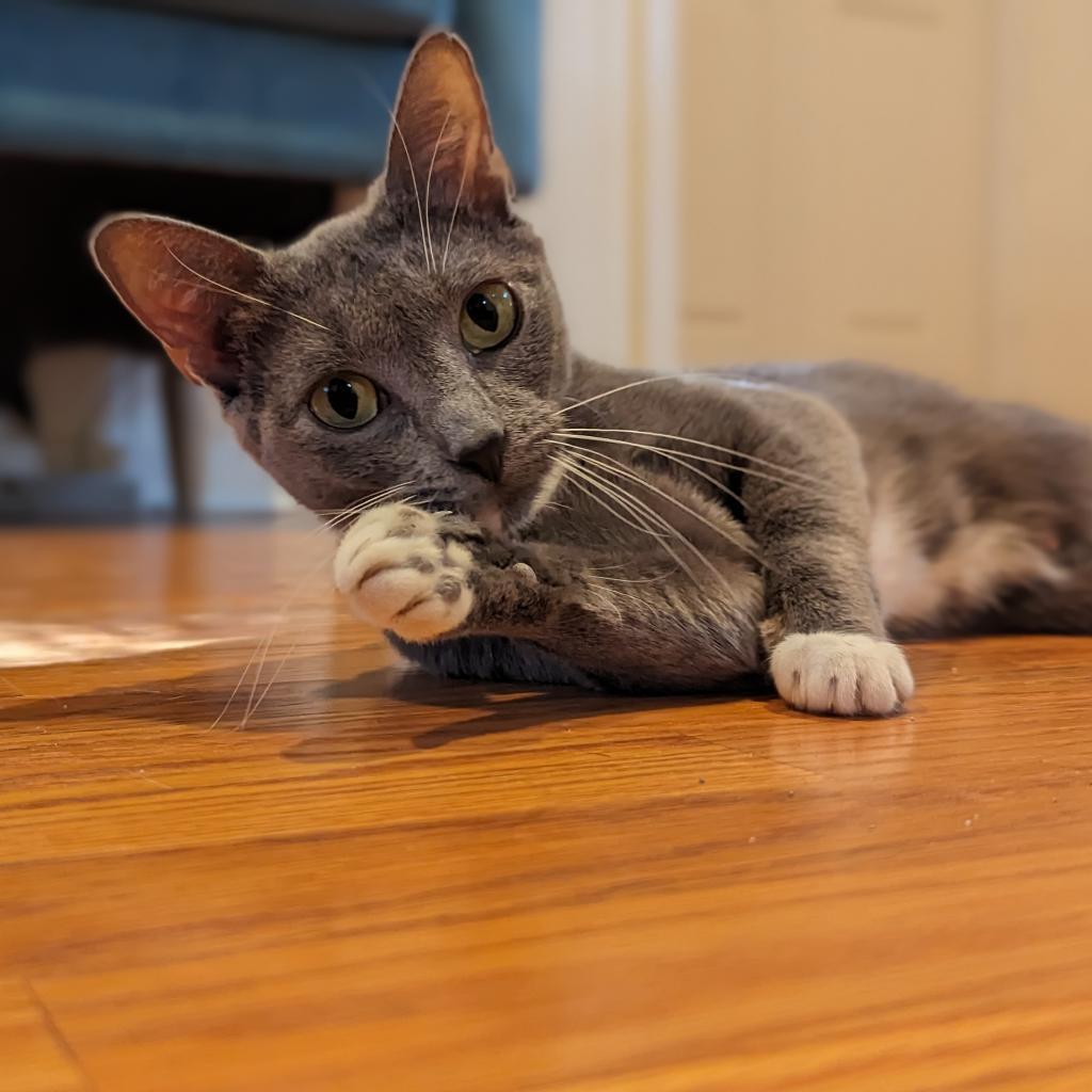 Tempesta, a Adoptable Domestic Short Hair in Fort Lauderdale, FL image 2/4