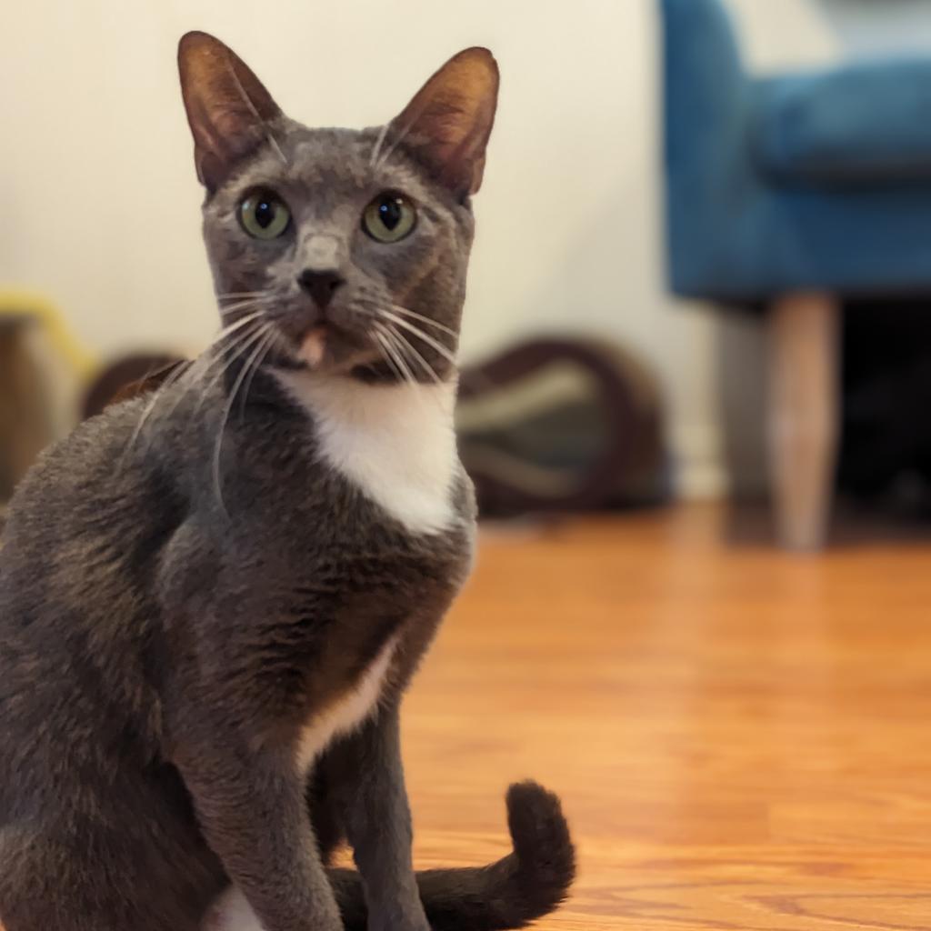 Tempesta, a Adoptable Domestic Short Hair in Fort Lauderdale, FL image 3/4