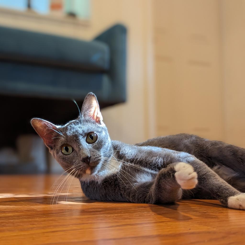 Tempesta, a Adoptable Domestic Short Hair in Fort Lauderdale, FL image 4/4