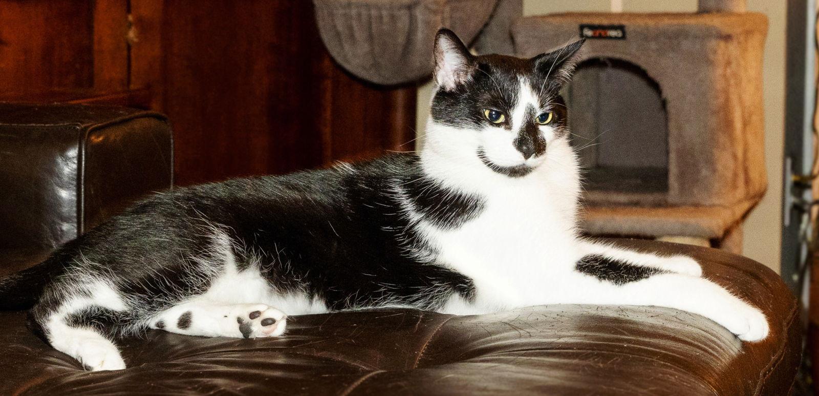 Enlarge BISCUIT CATIO, a Adoptable Domestic Short Hair in Franklin, TN image 1/3