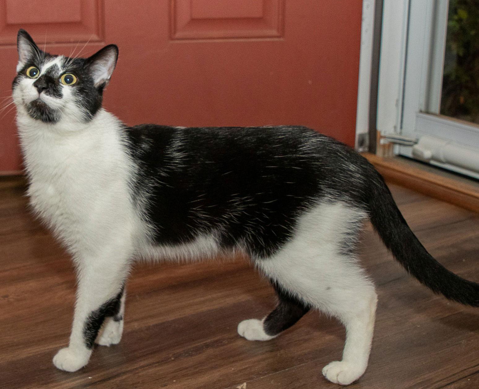 Enlarge BISCUIT CATIO, a Adoptable Domestic Short Hair in Franklin, TN image 2/3