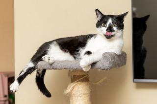Enlarge BISCUIT CATIO, a Adoptable Domestic Short Hair in Franklin, TN image 1/3