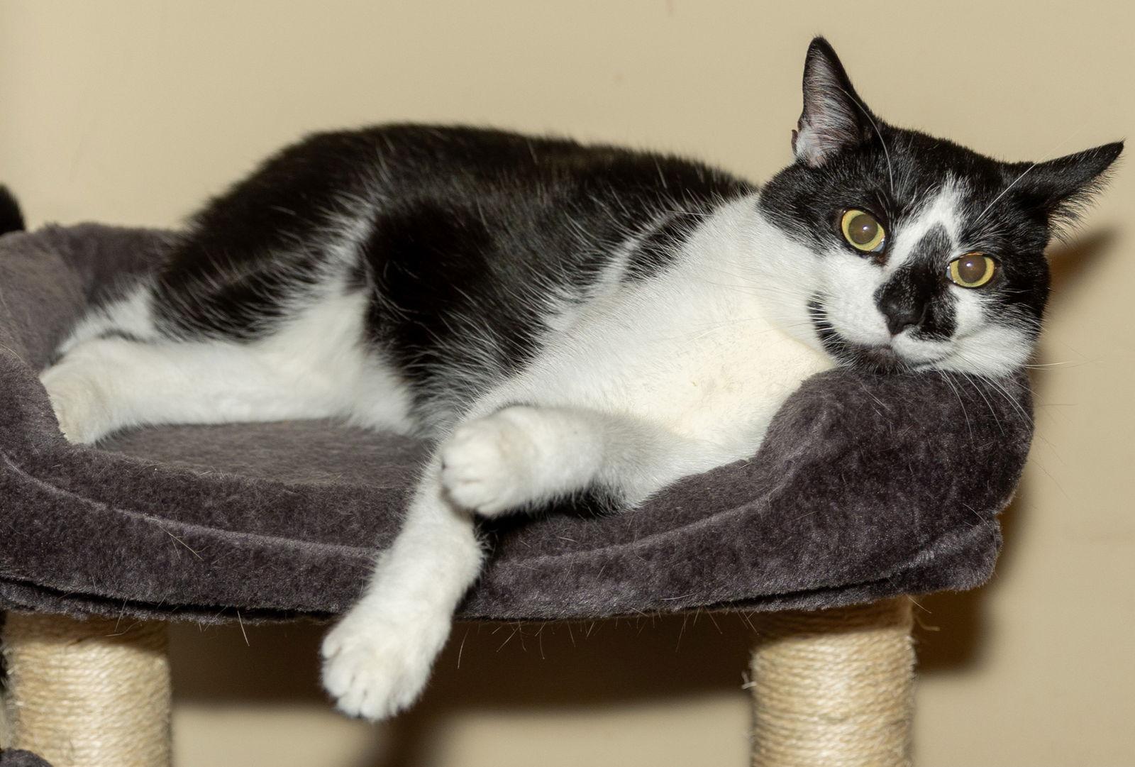 Enlarge BISCUIT CATIO, a Adoptable Domestic Short Hair in Franklin, TN image 3/3