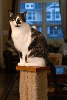 Enlarge BISCUIT CATIO, a Adoptable Domestic Short Hair in Franklin, TN image 2/3