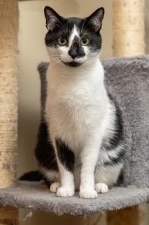 Enlarge BISCUIT CATIO, a Adoptable Domestic Short Hair in Franklin, TN image 3/3
