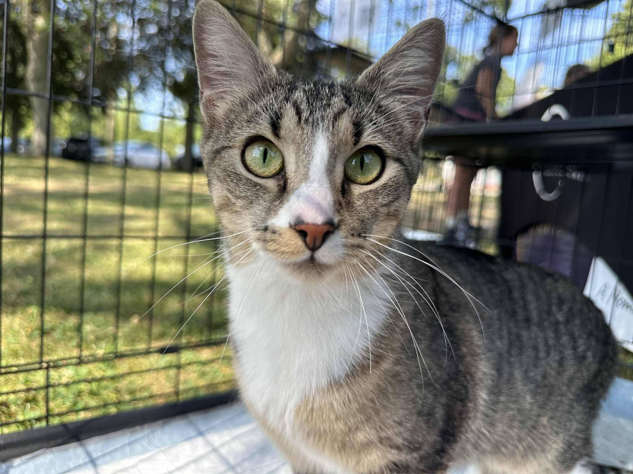 Tinkerbelle, Adult Female unknown