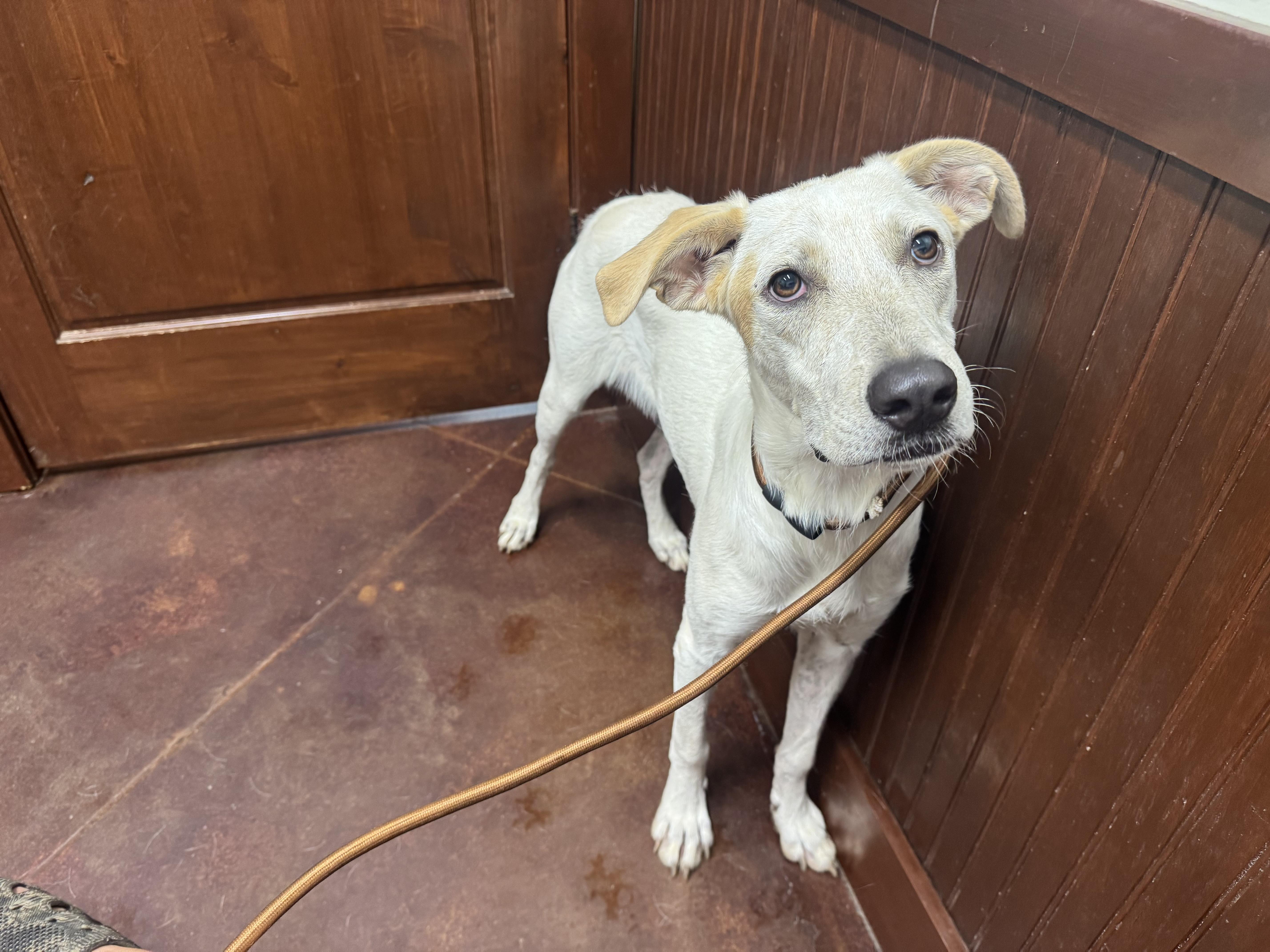 John, Adoptable, Young Male Labrador Retriever & Great Pyrenees.