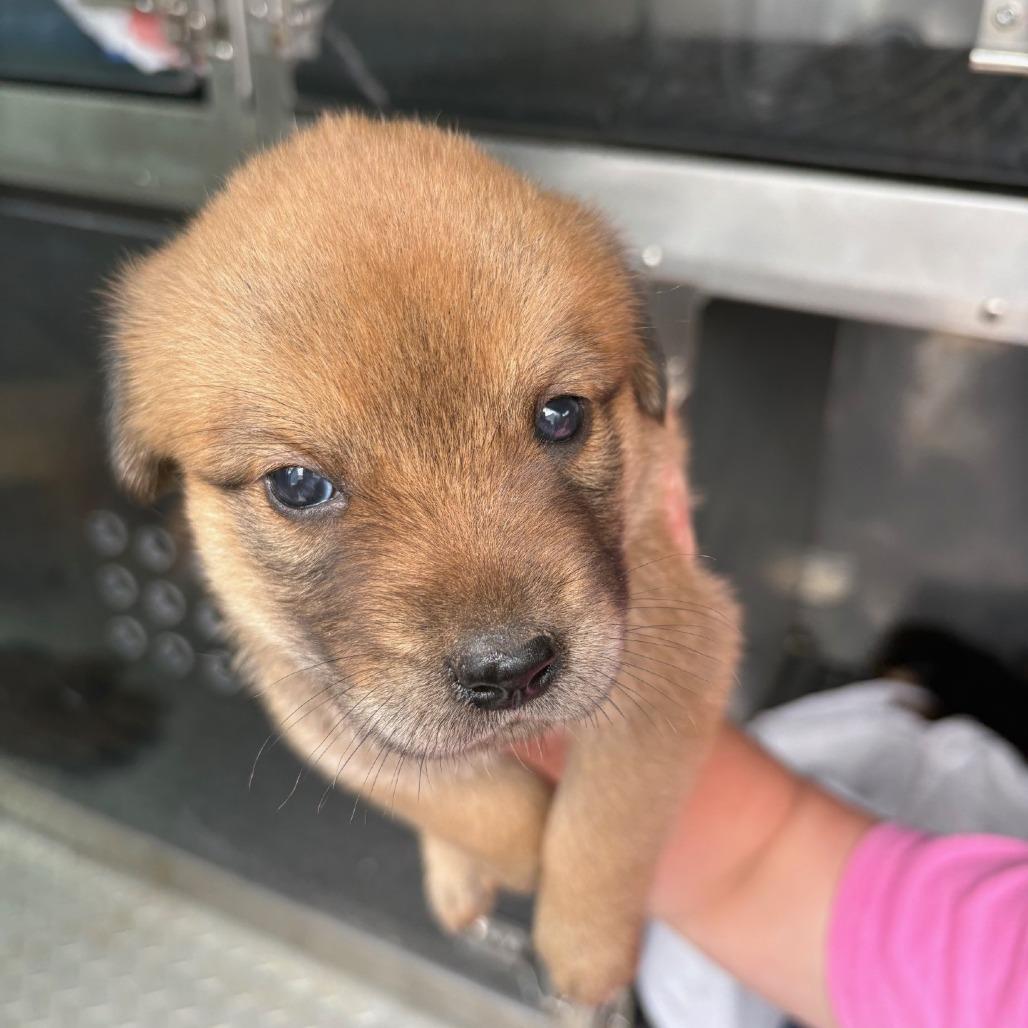 Flamingo, Adoptable, Puppy Female Mixed Breed & Mixed Breed.