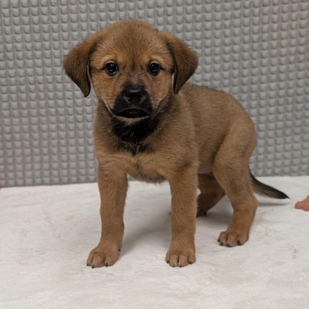 Flamingo, a Adoptable mixed breed in Bryan, TX image 2/2
