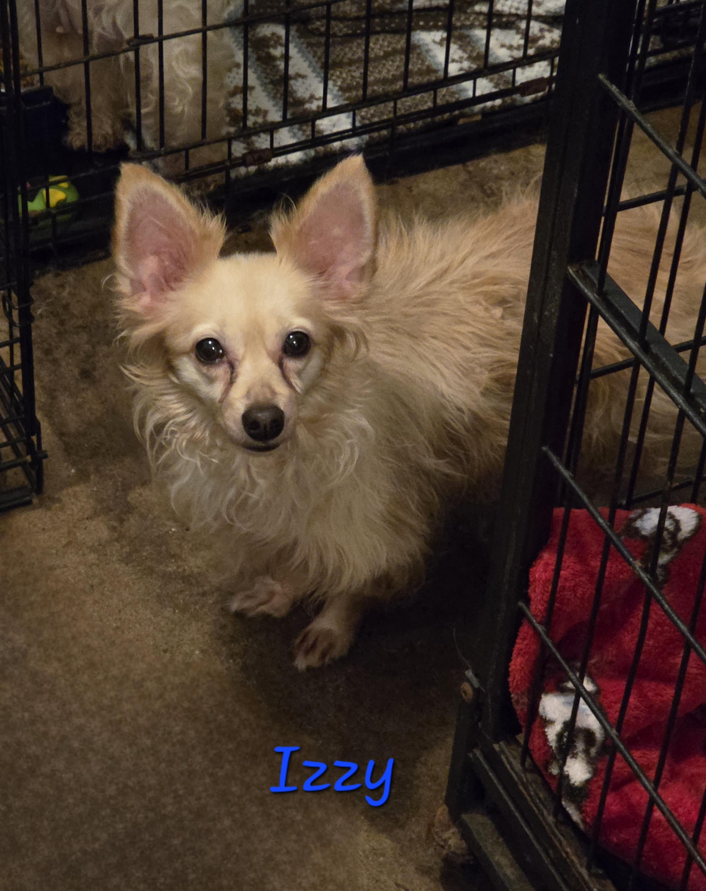 Enlarge Itsy (Izzy), a Adoptable Chihuahua in Wever, IA image 1/5
